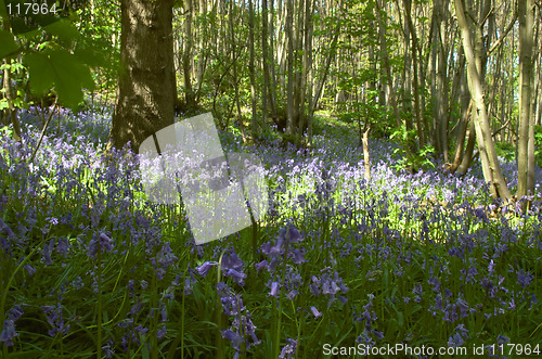 Image of Woodland Bluebells