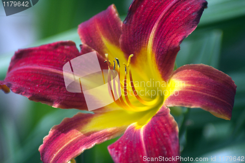 Image of Blooming flower