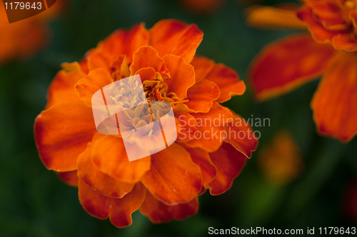 Image of Blooming flower