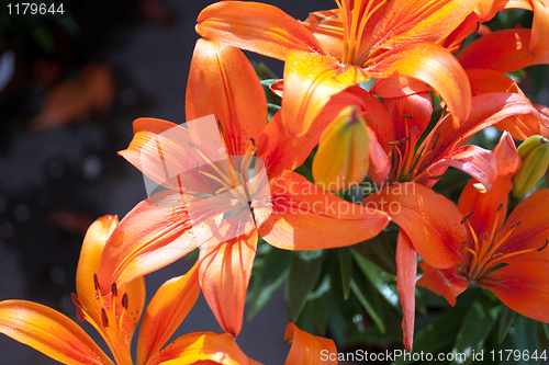 Image of Blooming flower