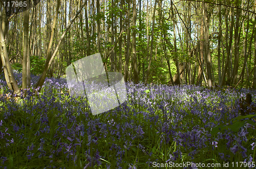 Image of Woodland Bluebells