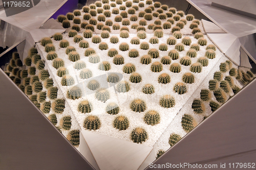 Image of Mirrored Cactuses