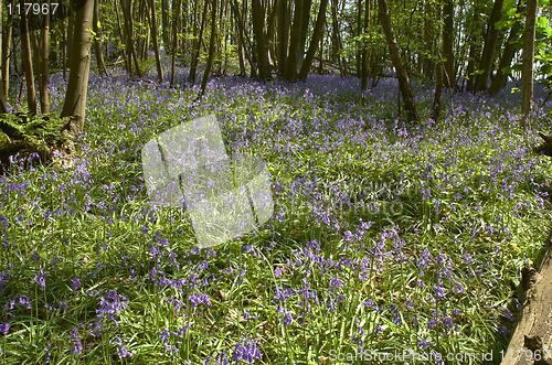 Image of Woodland Bluebells