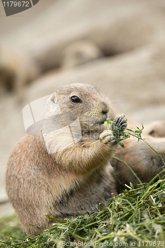 Image of Prairie Dog