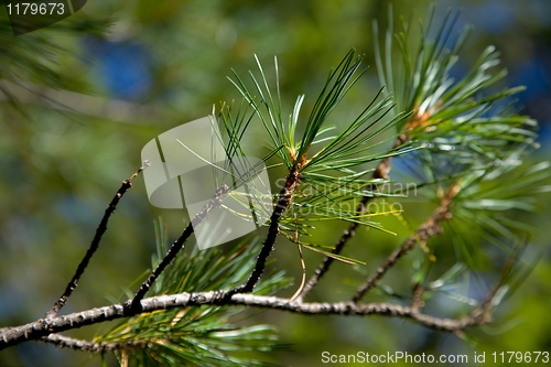 Image of Pine