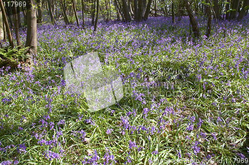 Image of Woodland Bluebells