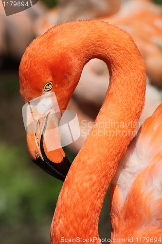 Image of flamingo