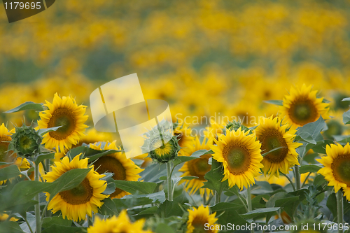 Image of Sunflowers