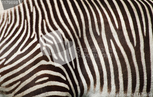 Image of zebra texture