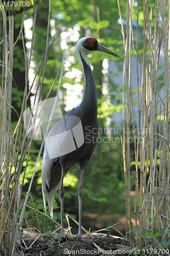 Image of heron bird