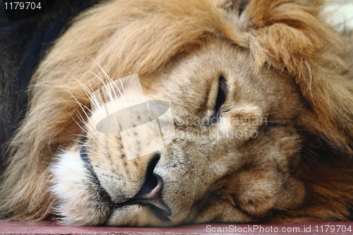 Image of lion head