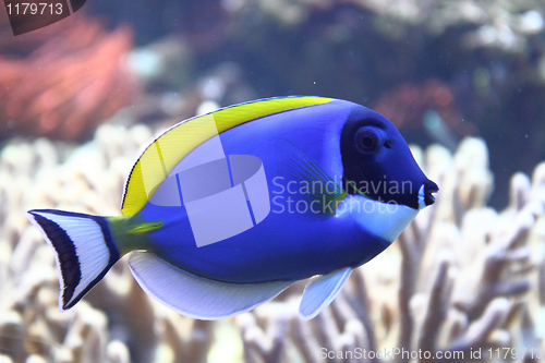 Image of exotic sea fish