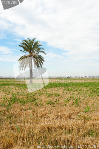 Image of Prairie landscape