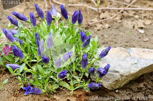 Image of Gentiana