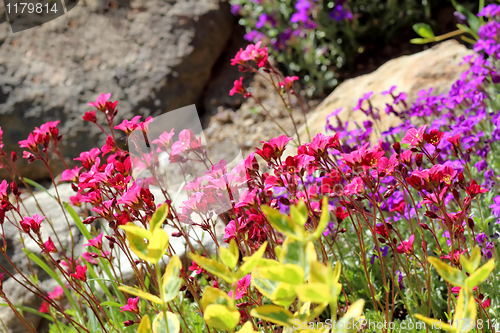 Image of Beautiful spring flowers
