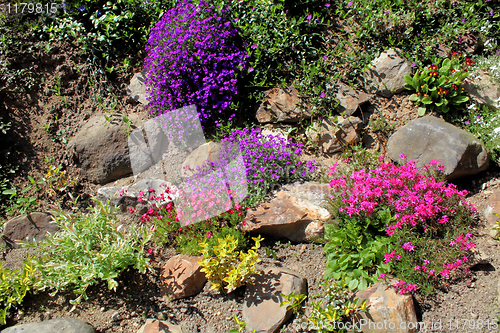 Image of Beautiful spring flowers