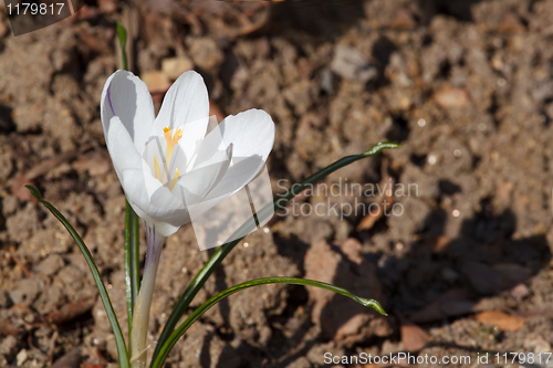 Image of Crocus chrysanthus - Cream Beauty