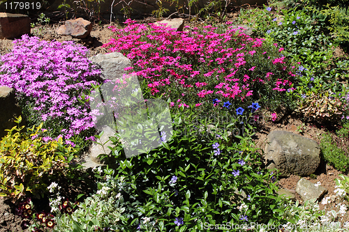 Image of Beautiful spring flowers