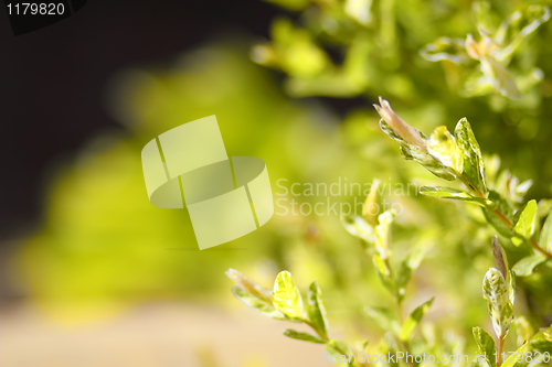 Image of Spring still life with a green twig and shallow focus
