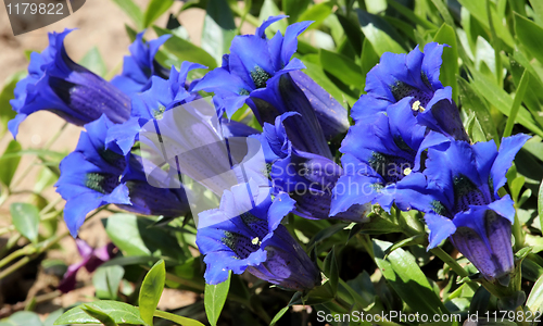 Image of Gentiana