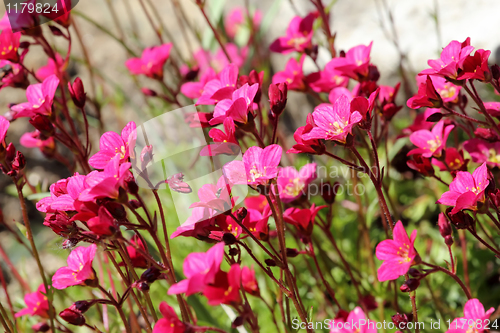 Image of Beautiful spring flowers