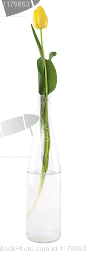 Image of yellow tulip in glass bottle