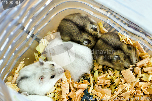 Image of Rodents