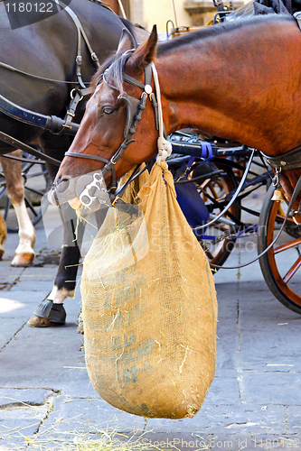 Image of Horse lunch