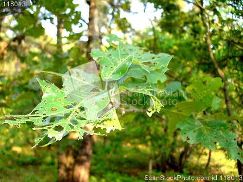 Image of leaves