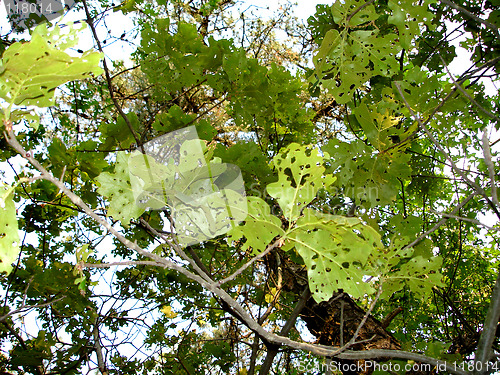 Image of leaves 2