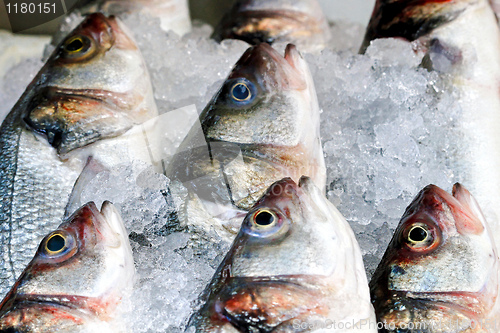 Image of Fish in ice