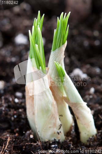 Image of young green sprout