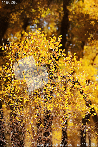 Image of Small tree with yellow leaves