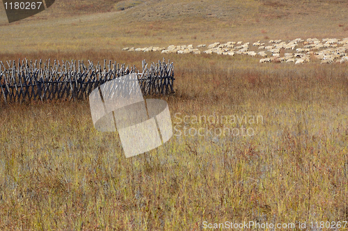 Image of Group of sheep in grassland