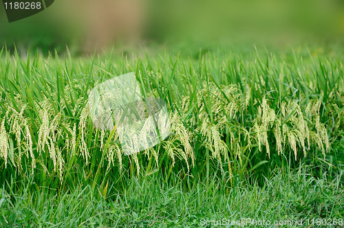 Image of Rice field