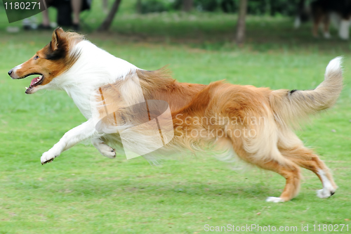 Image of Dog running