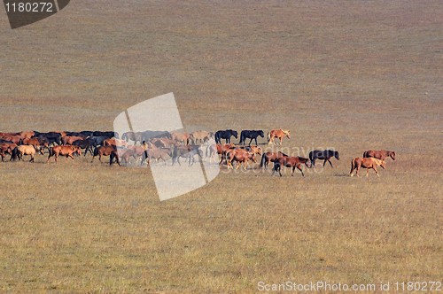 Image of Group of horses in grassland