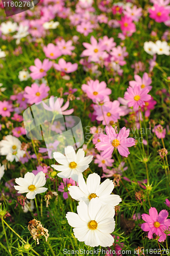 Image of Flowers in garden