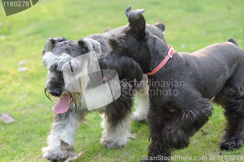 Image of Two Miniature Schnauzer dogs