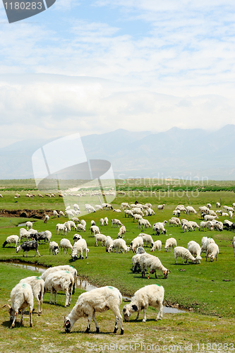 Image of Goats in grassland