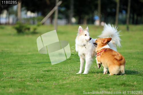 Image of Two dogs playing