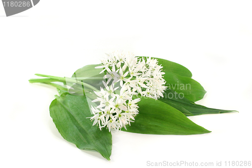 Image of Wild garlic