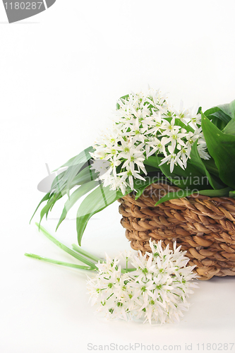 Image of Wild garlic