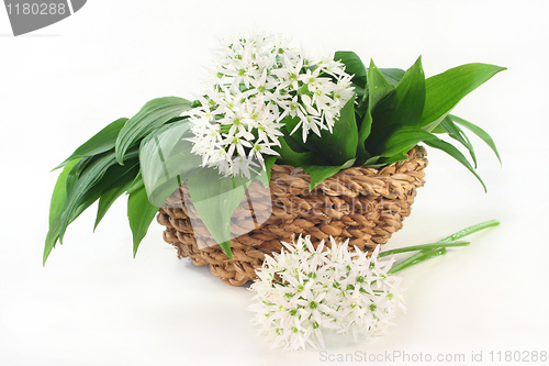 Image of Wild garlic