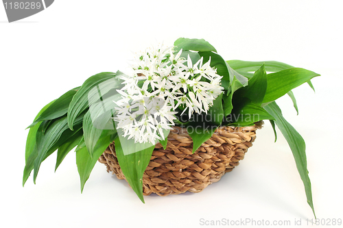 Image of Wild garlic