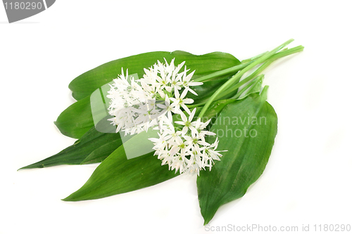 Image of Wild garlic