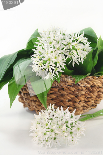 Image of Wild garlic