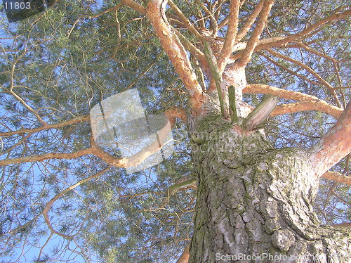 Image of Tree trunk