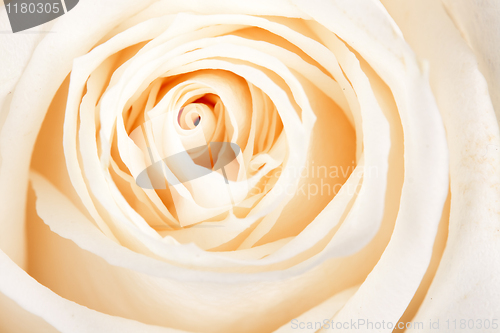 Image of background of white roses
