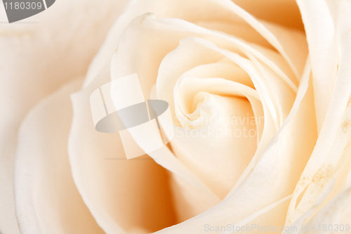 Image of background of white roses